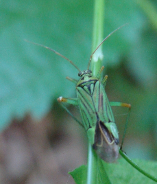 Miridae: Mermitelocerus schmidti